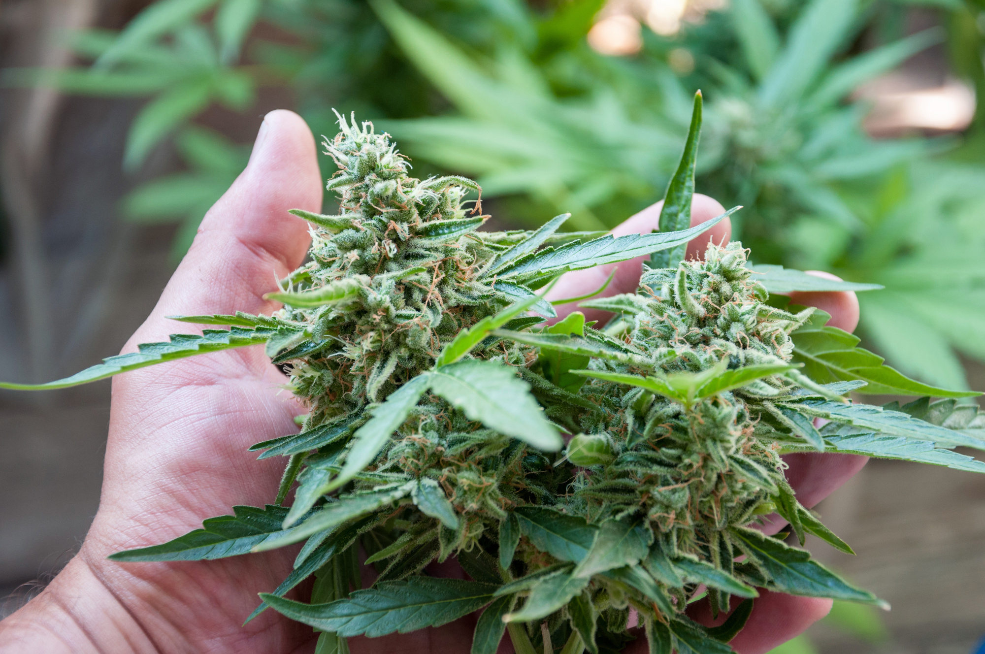 3 Things You Should Know About CBD Flowers and Their Benefits - State