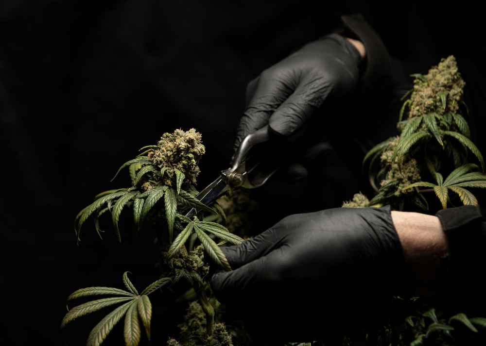Sativa VS Indica