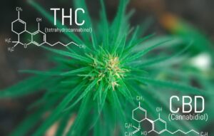 harnessing nature's health THC and CBD compounds